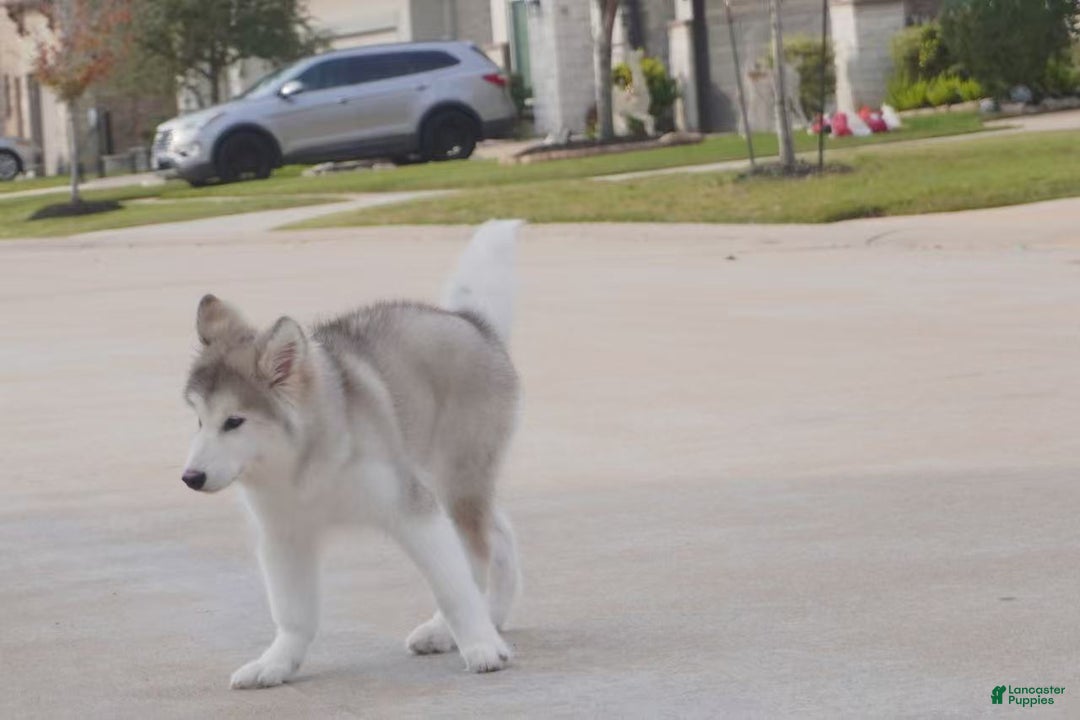 Alaskan Malamute dogs for sale: Xiao Lv - Ad 25