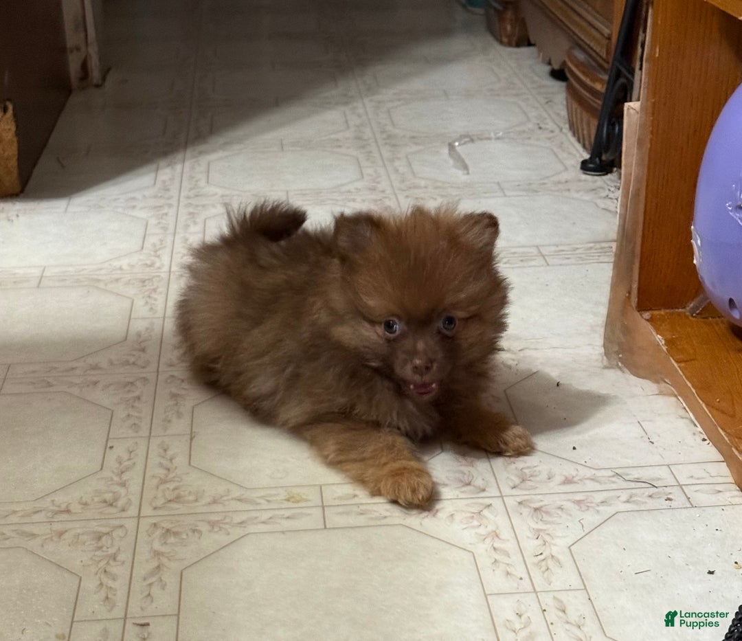 Pomeranian dogs for sale: Rusty - Ad 6