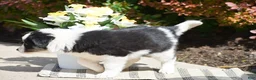 Border Collie dogs for sale: Deanna - Ad 3