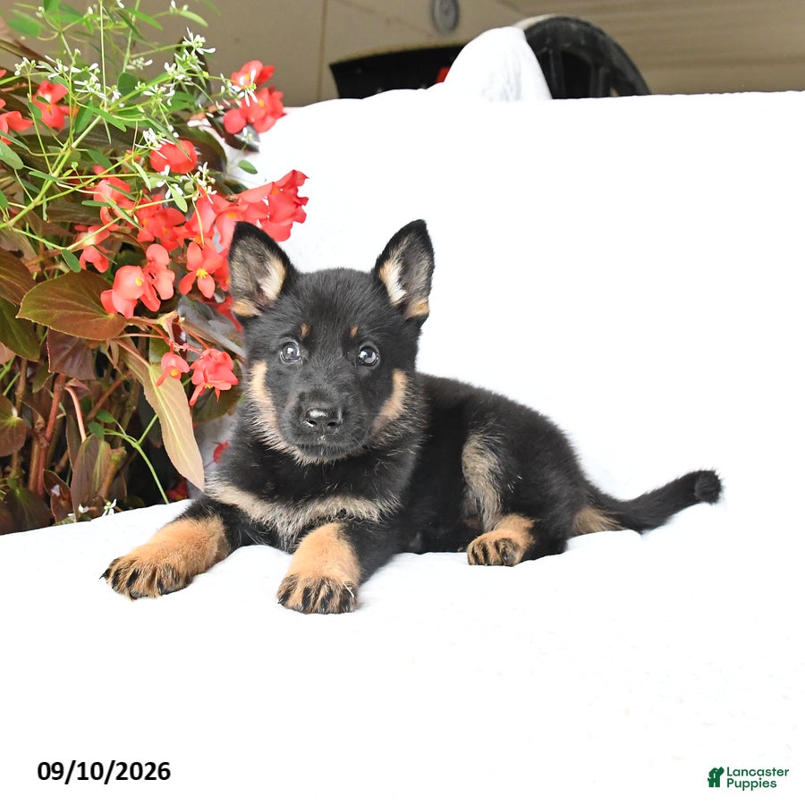German Shepherd dogs Molly - Ad 2