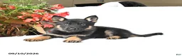 German Shepherd dogs for sale: Molly - Ad 2