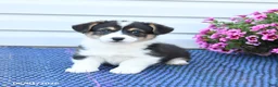 Welsh Corgi Pembroke dogs for sale: Jasper - Ad 3