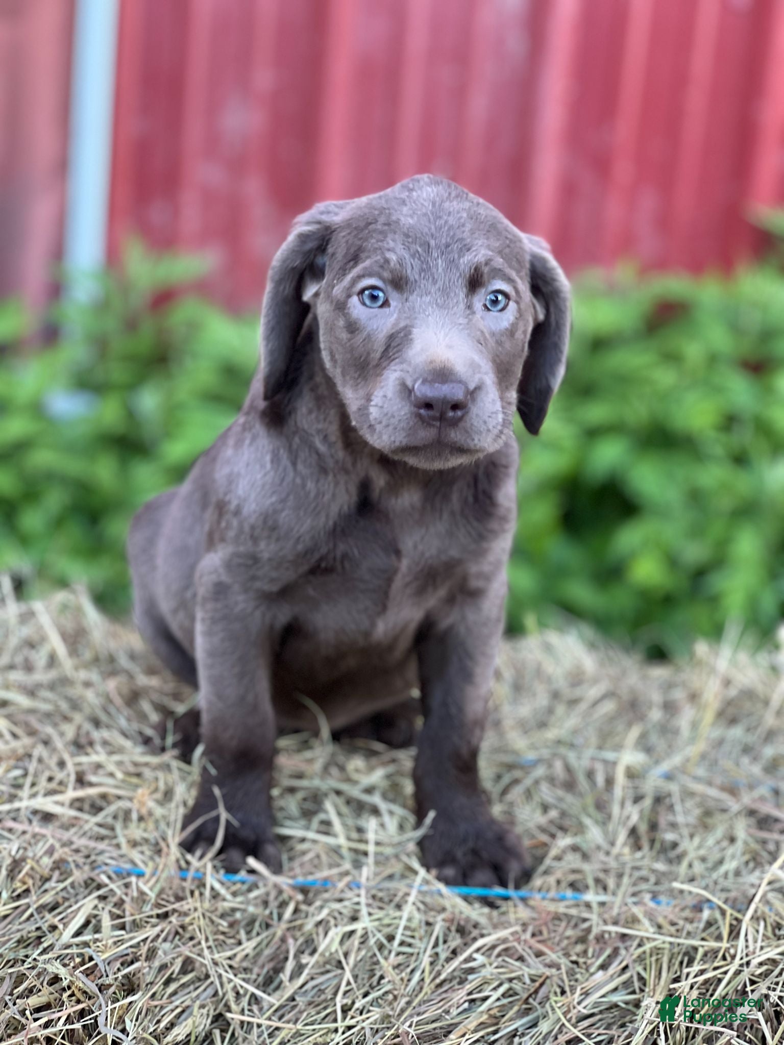 Labrador Retriever dogs Talia - Ad 32