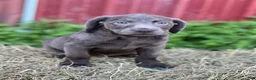Labrador Retriever dogs for sale: Talia - Ad 1