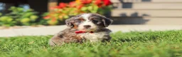Mini Bernedoodle dogs for sale: Lemonhead - Ad 1