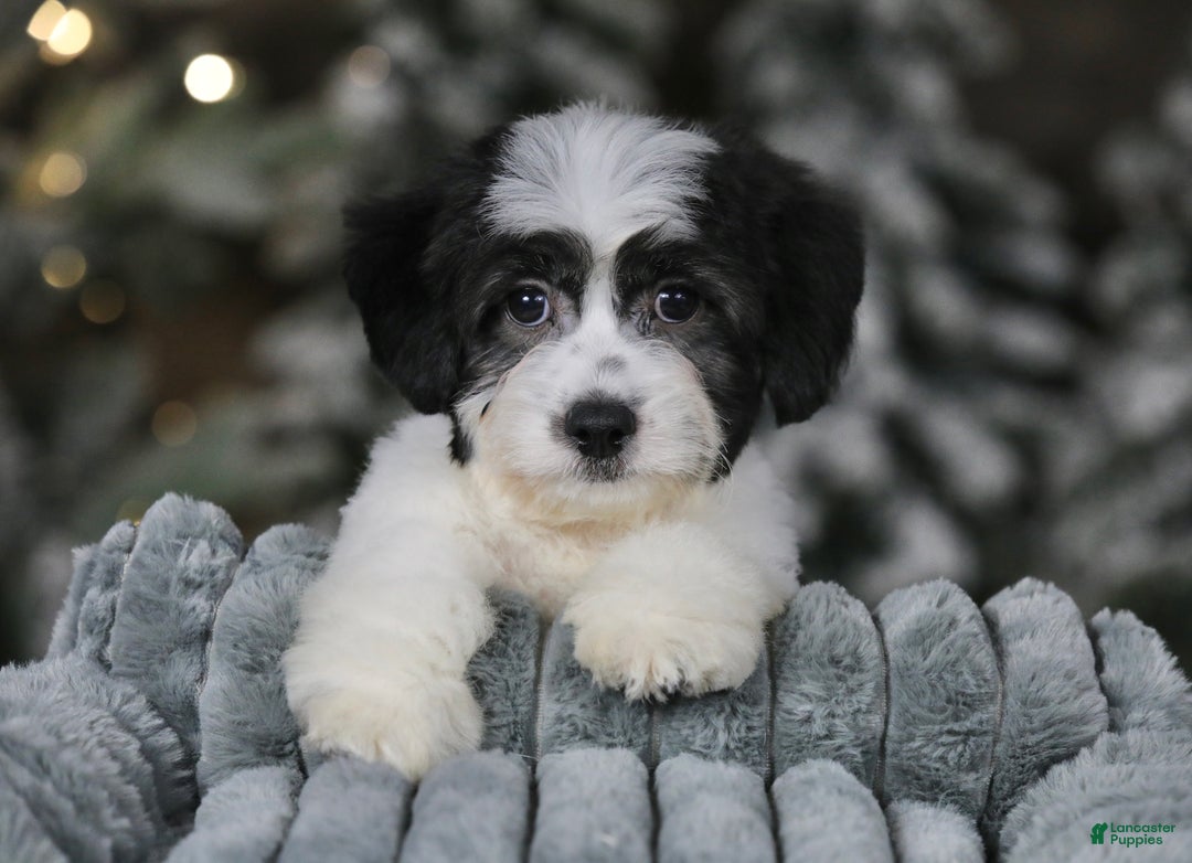 Teddy Bear dogs for sale: Elfie - Ad 4