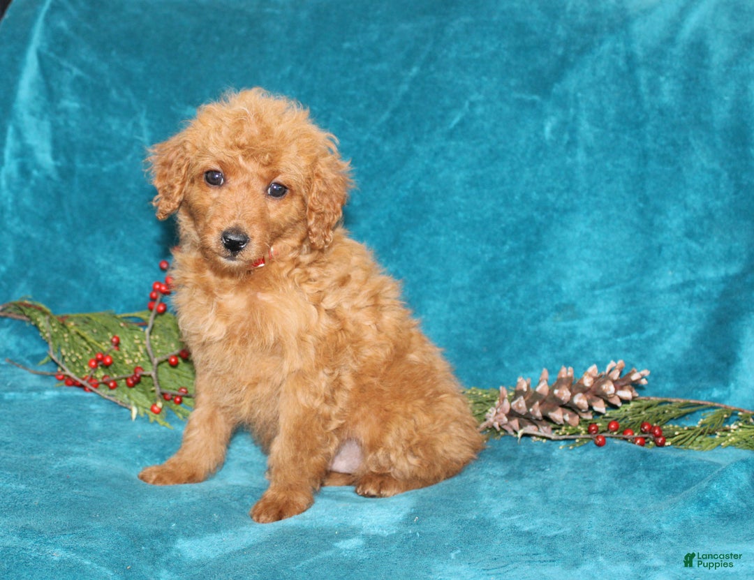 Mini Goldendoodle dogs for sale: Jingle - Ad 1