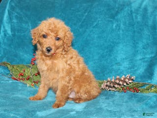 Mini Goldendoodle dogs Jingle - Ad 39