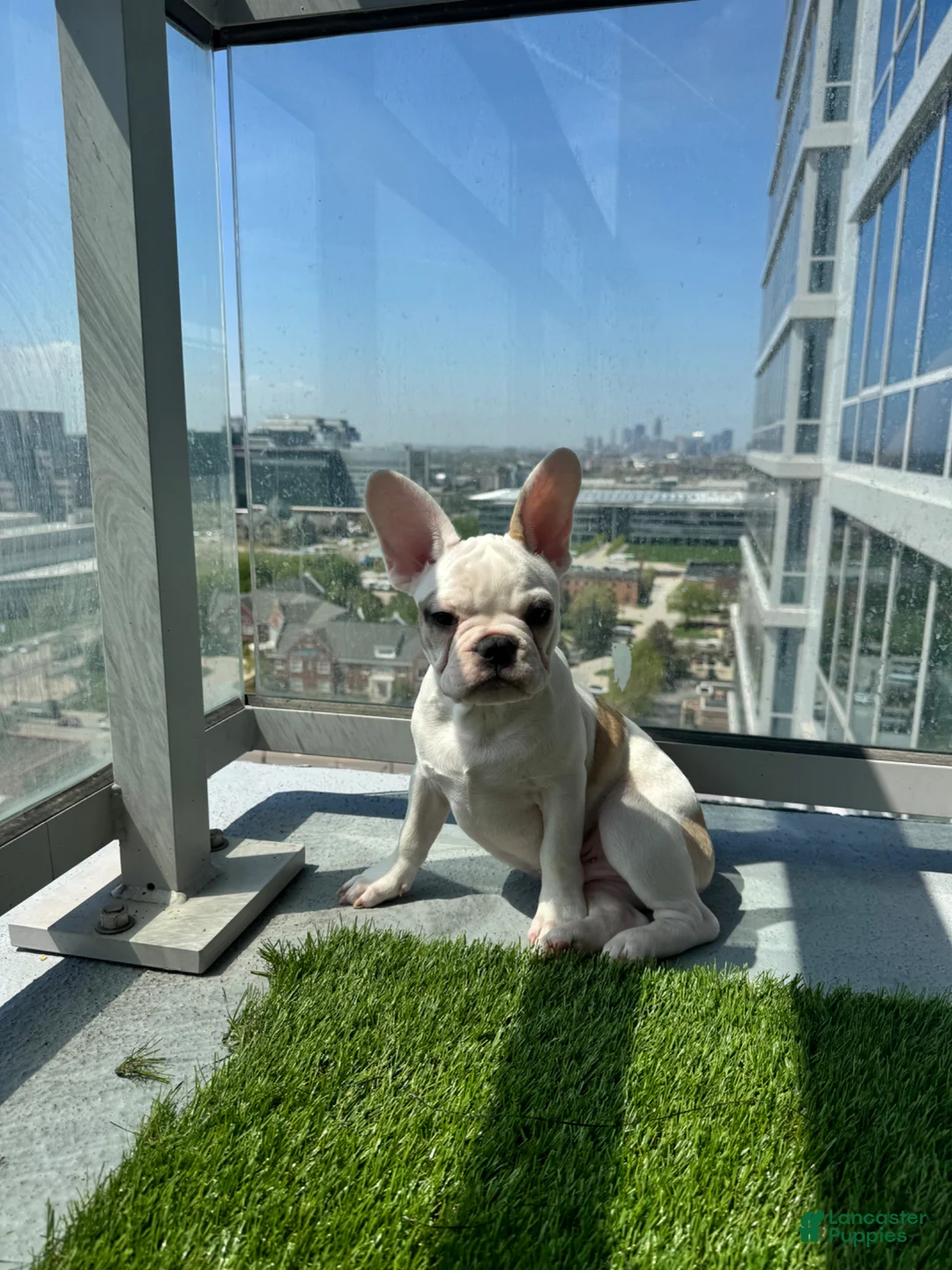 French Bulldog dogs for sale: Frenchie - Ad 2