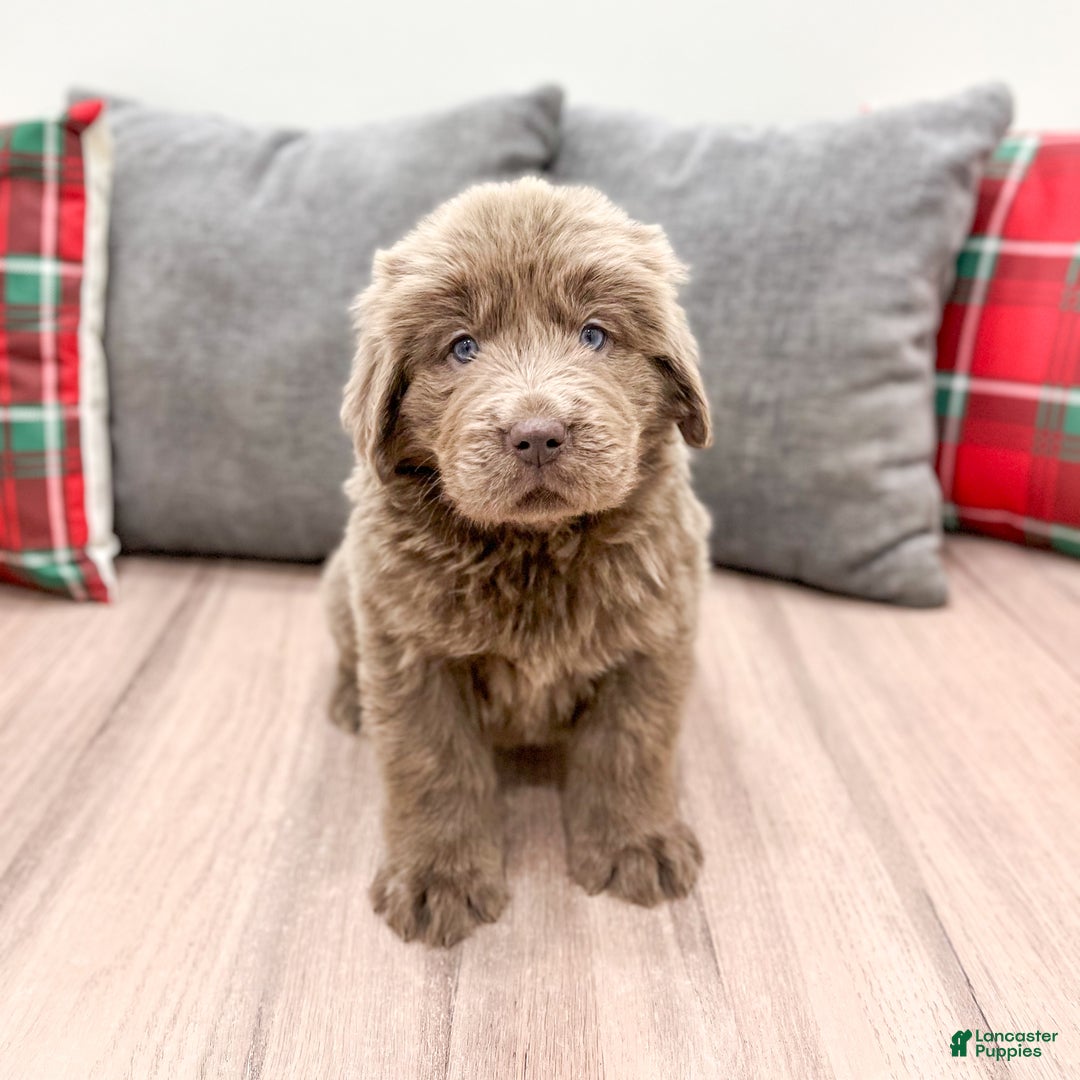 Newfoundland dogs for sale: Aspen - Ad 2