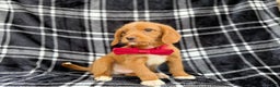 Beagle dogs for sale: Moose - Ad 8