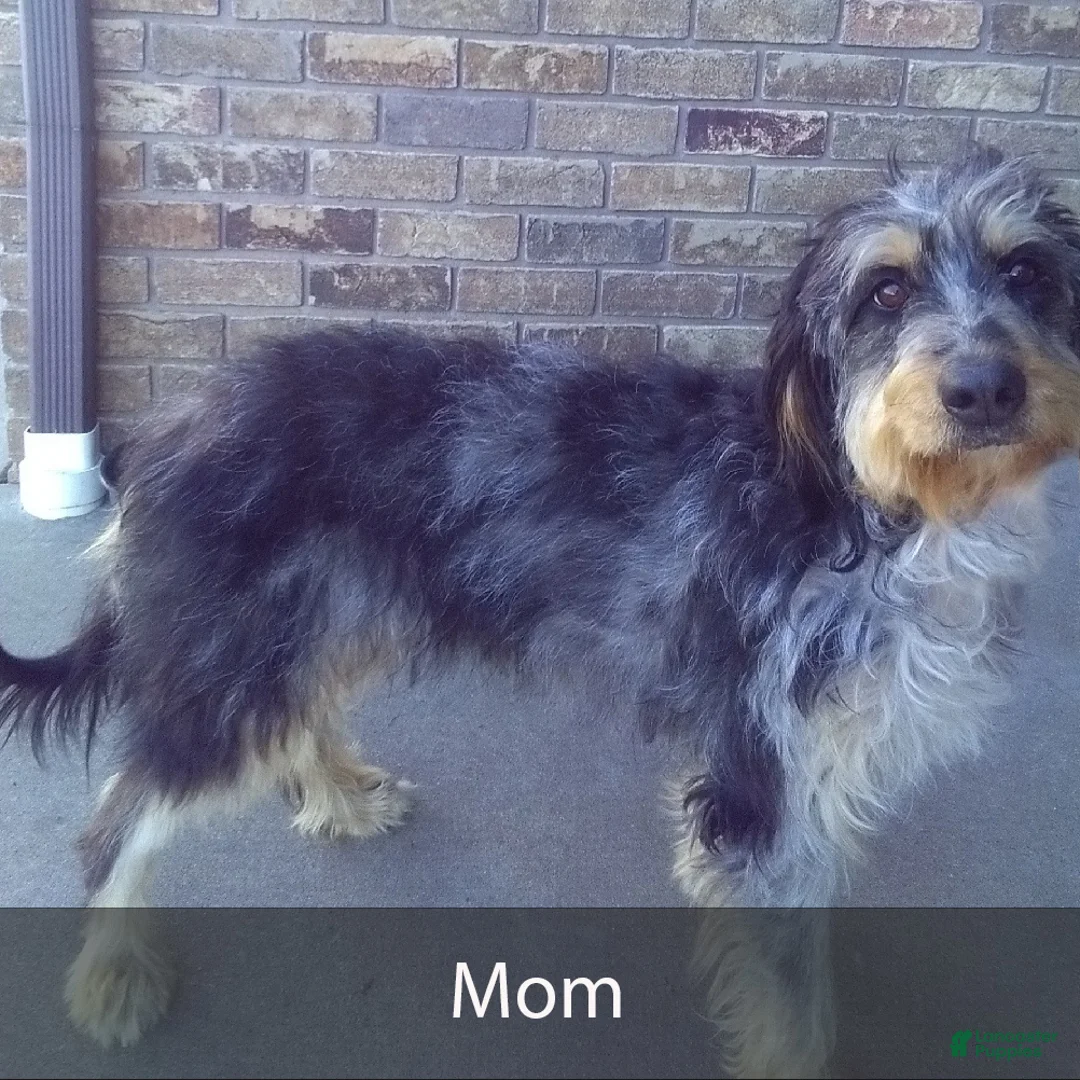 Mini Bernedoodle dogs for sale: Mabel - Ad 11