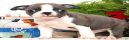 Boston Terrier dogs for sale: Peanut - Ad 2
