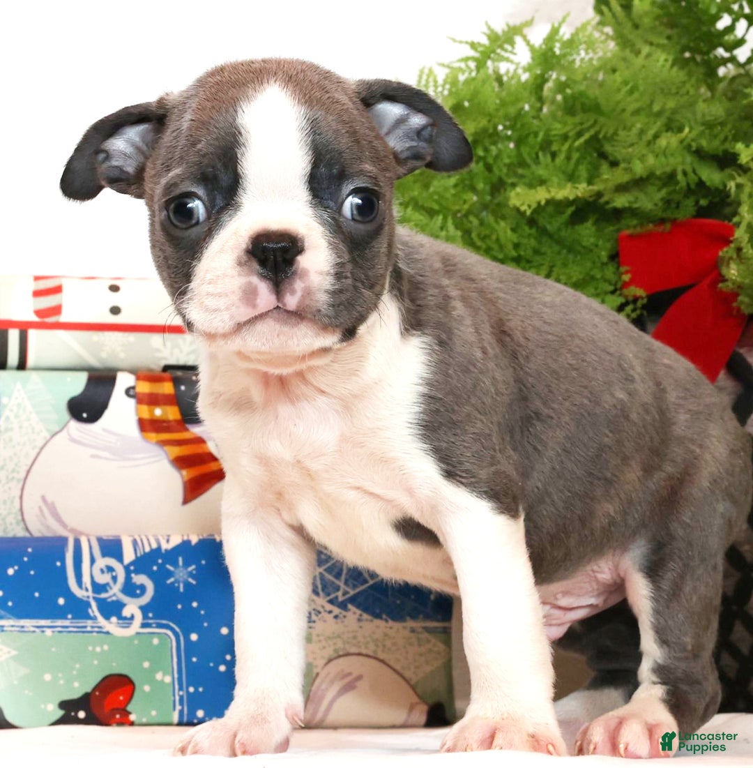 Boston Terrier dogs for sale: Peanut - Ad 2