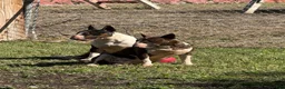 Bull Terrier dogs for sale: BOY 10 - Ad 7