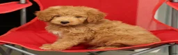 Mini Goldendoodle dogs for sale: Sammy - Ad 7