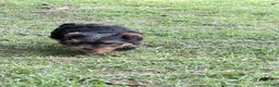 Yorkshire Terrier dogs for sale: Norman - Ad 4