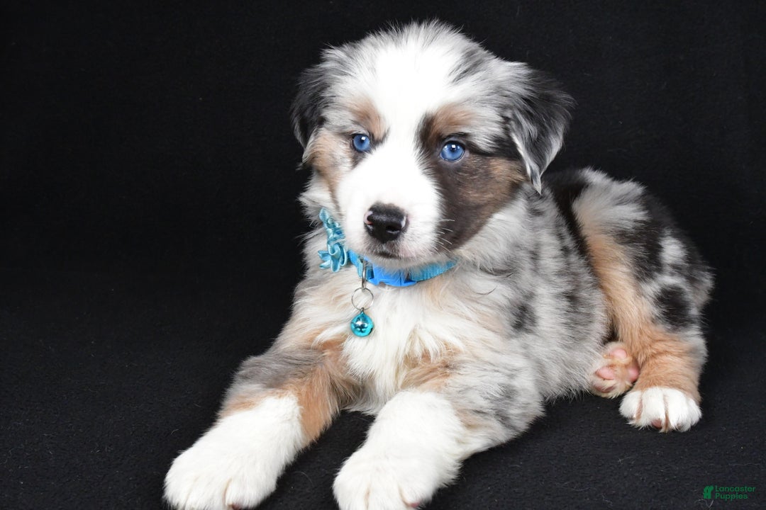 Miniature Australian Shepherd dogs for sale: Oscar - Ad 6