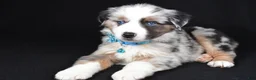 Miniature Australian Shepherd dogs for sale: Oscar - Ad 6