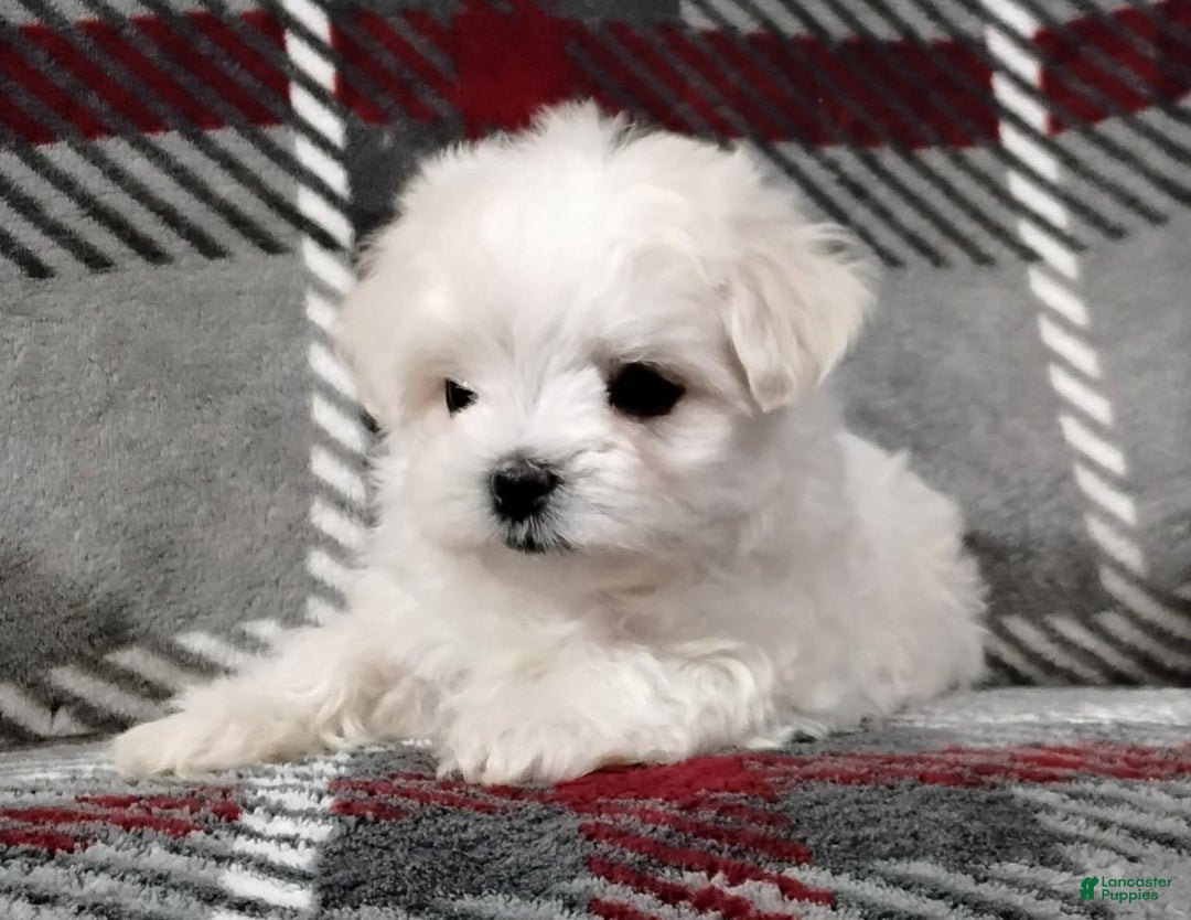 Maltese dogs for sale: Dana - Ad 8