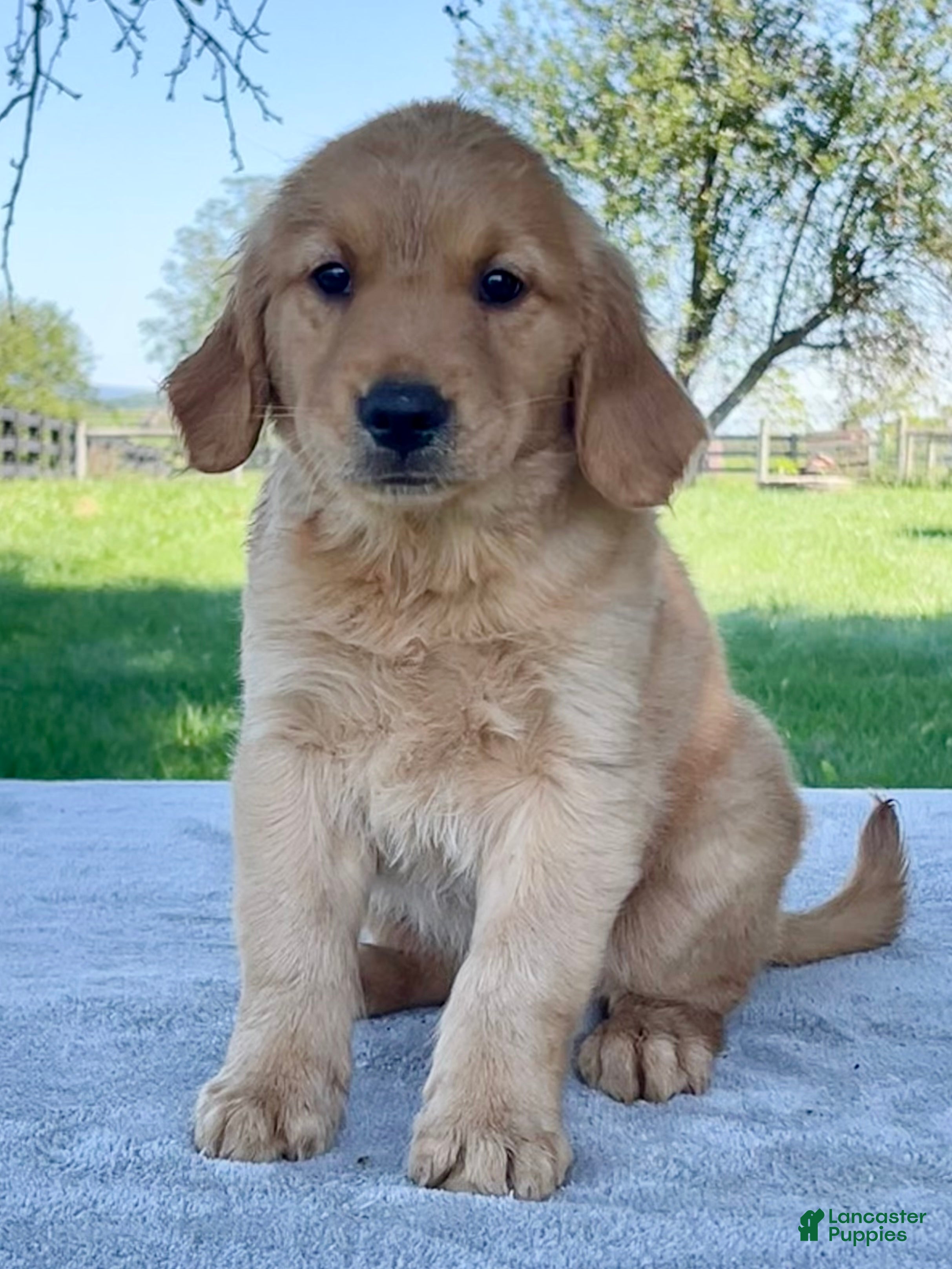 Golden Retriever dogs Indy - Ad 2