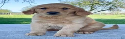Golden Retriever dogs for sale: Indy - Ad 2