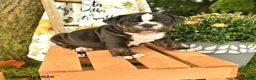 Olde English Bulldogge dogs for sale: Garth - Ad 1
