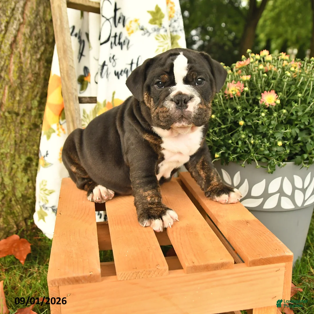 Olde English Bulldogge dogs for sale: Garth - Ad 1