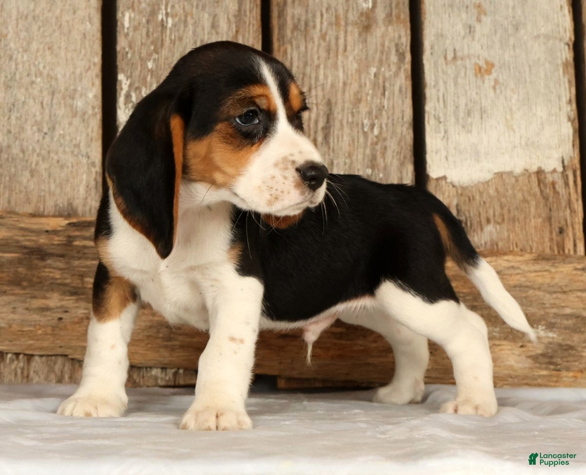 Beagle dogs for sale: Captain - Ad 5