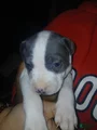 Mixed Breed Puppy 6