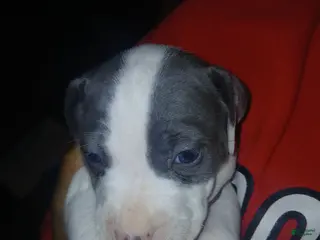 Mixed Breed dogs Mixed Breed Puppy 6 - Ad 9