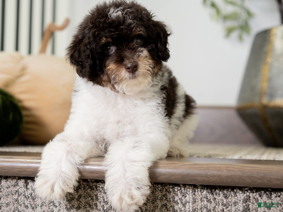 Miniature Poodle dogs for sale: Betty - Ad 10