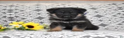 German Shepherd dogs for sale: Atlas - Ad 1