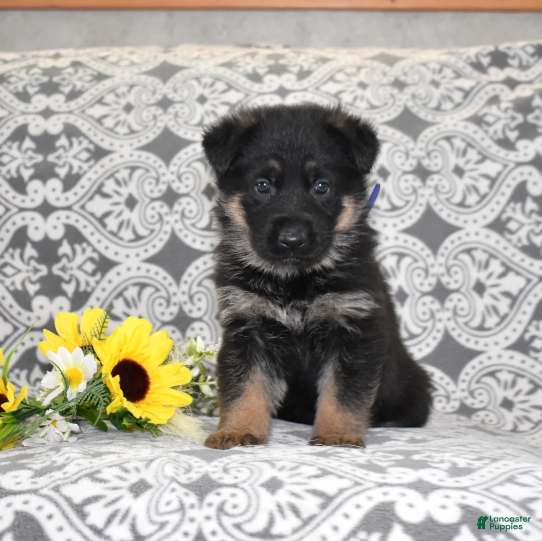 German Shepherd dogs for sale: Atlas - Ad 1