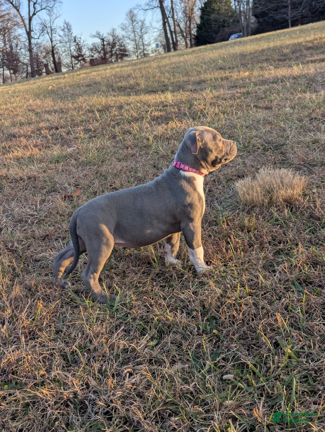 American Bully dogs for sale: G3 - Ad 4
