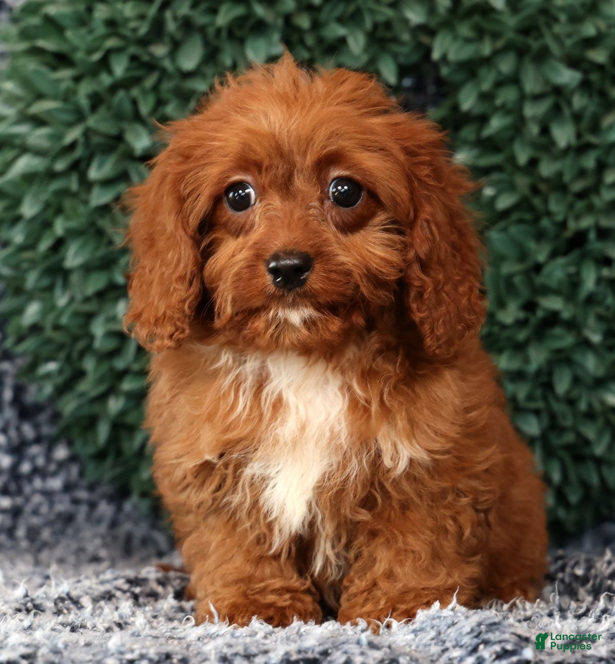 Cavapoo dogs Missy - Ad 2