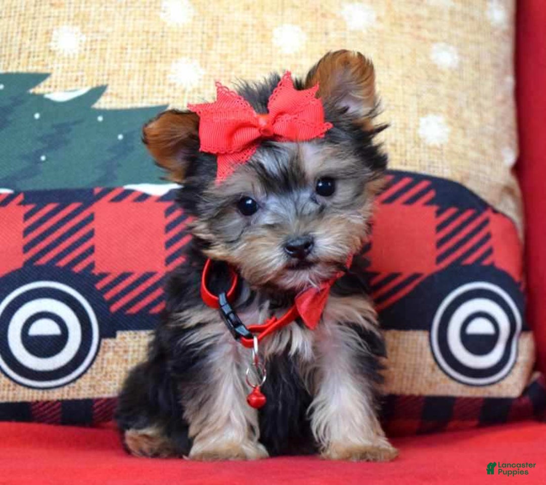 Yorkshire Terrier dogs for sale: Prancer - Ad 1