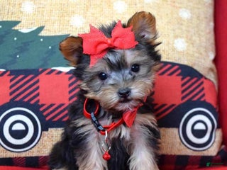 Yorkshire Terrier dogs Prancer - Ad 35