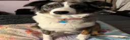 Australian Shepherd dogs for sale: Australian Shepherd 1 - Ad 6