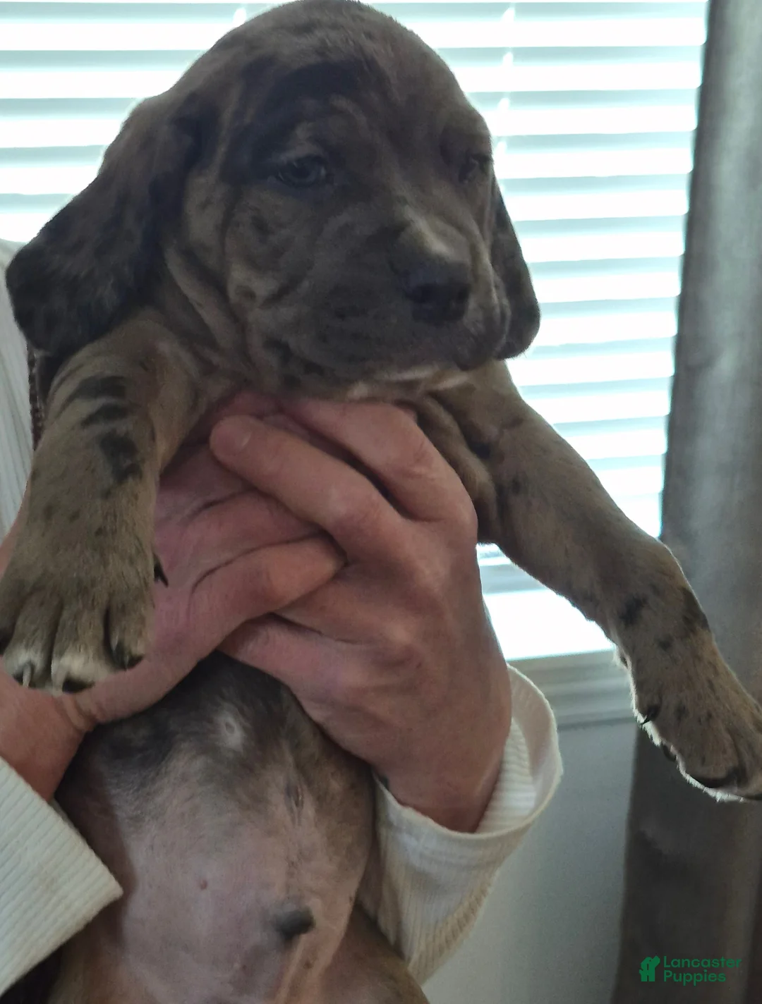 Mixed Breed dogs for sale: Winston - Ad 4