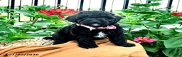 Toy Poodle dogs for sale: Frisky - Ad 3