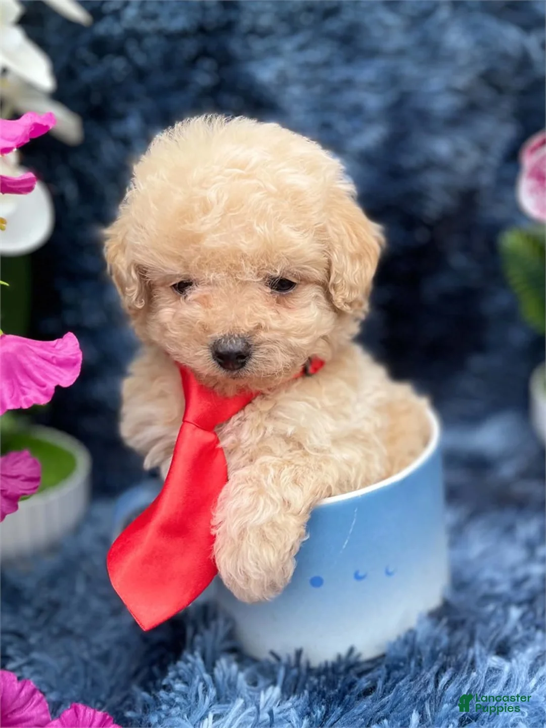 Toy Poodle dogs for sale: Toy Poodle 1 - Ad 1