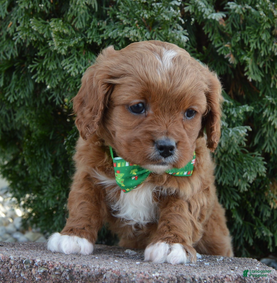 Cavapoo dogs for sale: Cora - Ad 2
