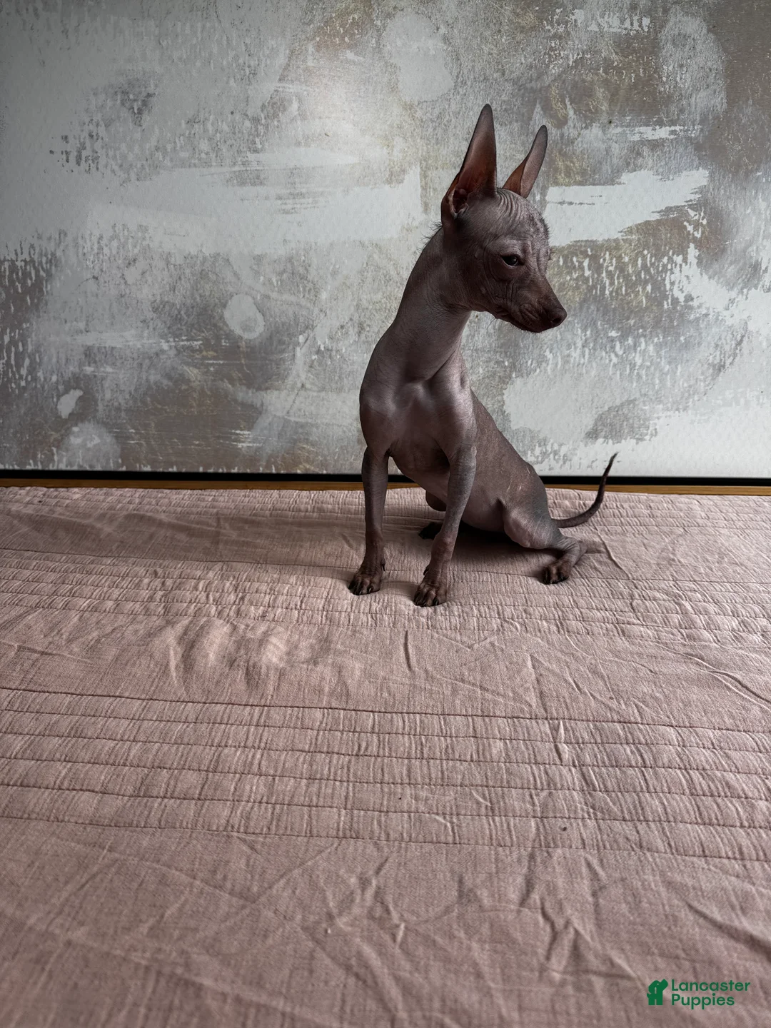 Mixed Breed dogs for sale: Cleopatra  - Ad 3