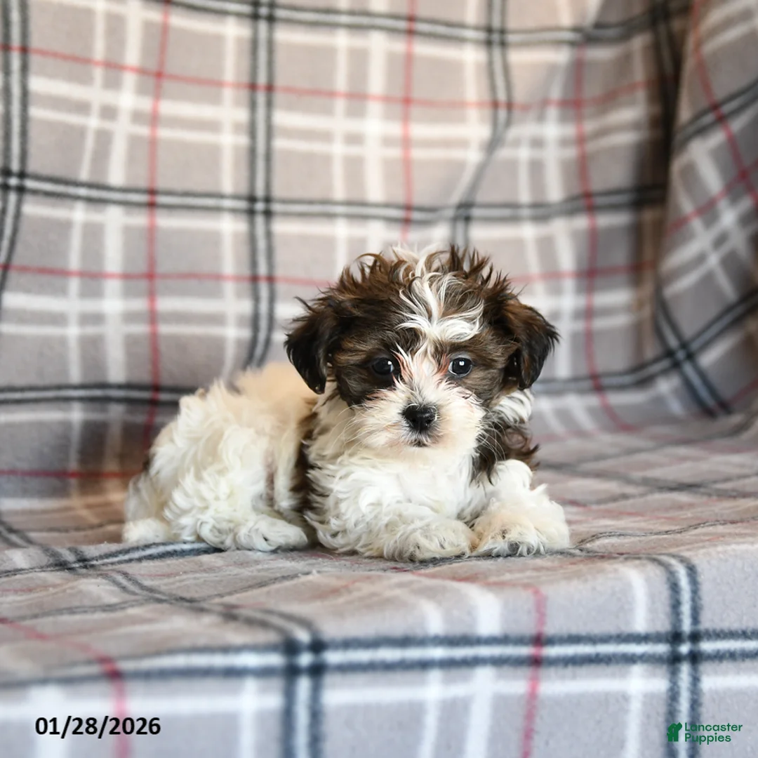 Mixed Breed dogs for sale: Quincy - Ad 3