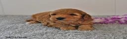 Mini Goldendoodle dogs for sale: Sasha - Ad 8