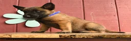 Belgian Malinois dogs for sale: Pringles - Ad 2