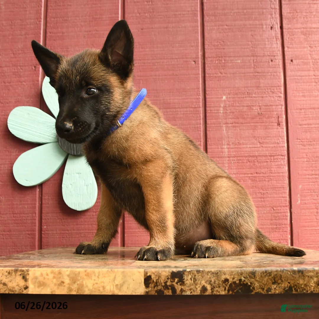 Belgian Malinois dogs for sale: Pringles - Ad 2