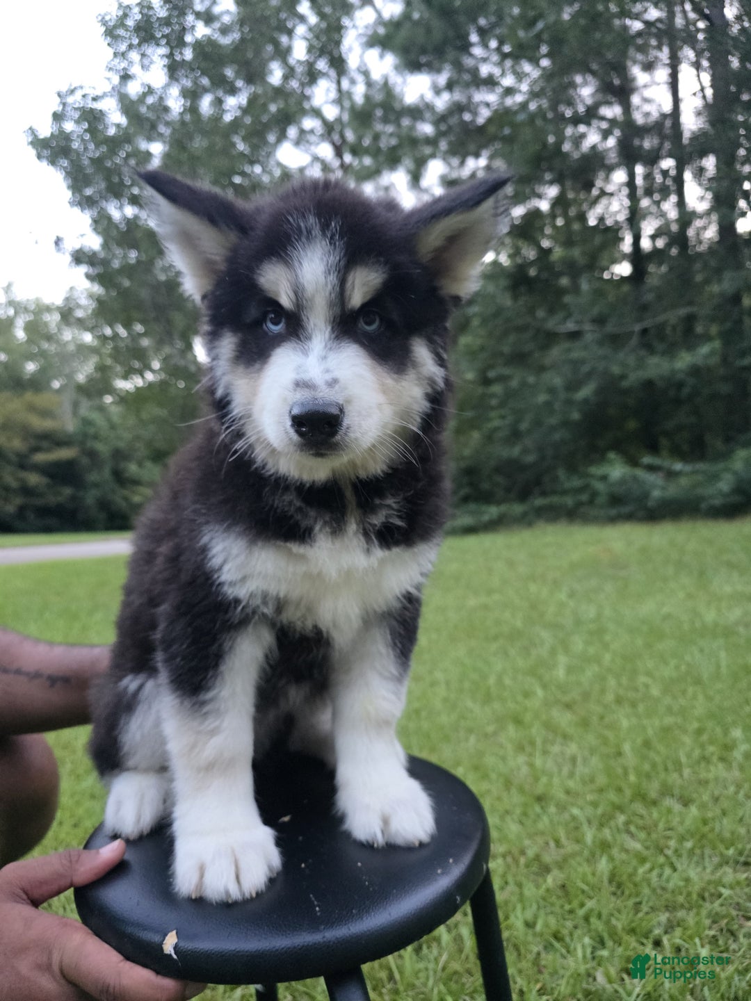 Siberian Husky dogs for sale: Panda - Ad 15