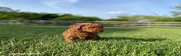 Miniature Labradoodle dogs for sale: Hazel - Ad 2